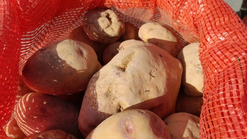 импорт картофеля