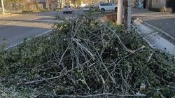 Горожанин интересуется, законно ли вырубают деревья на улице Юнусалиева