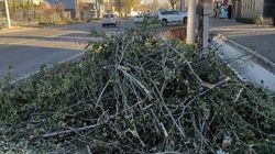 На Юнусалиева стройкомпания незаконно вырубила деревья, сумма ущерба составила более 39 тыс. сомов, - мэрия