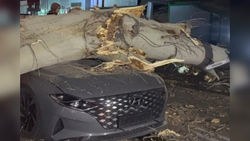 На ул.Элебесова дерево упало на проезжающий автомобиль. Видео