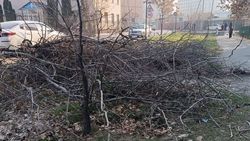В Востоке-5 срезали ветки и оставили. Фото