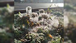 Горожанка: Не погибнут ли цветы по проспекту Айтматова с таким ледяным наростом?