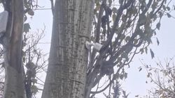 У частной школы камеру прибили к тополю. Ответ мэрии