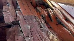 Грибок в деревянном полу столовой школы Чаткальского района. Видео