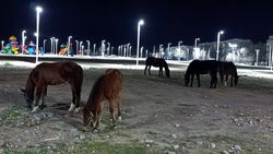 В новом парке в Токмоке пасутся лошади. Видео