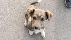 Горожане обнаружили щенка на Ахунбаева. Фото