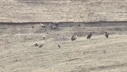 Стая лысых грифов на перевале Тай-Жорго. Видео