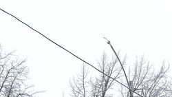 На бульваре Эркиндик днем горят фонари. Фото