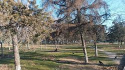 В мэрии рассказали, почему в сквере на Жибек Жолу нельзя установить систему капельного полива