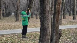 В «Бишкекзеленстрой» рассказали, какими гвоздями прибивают бирки к деревьям в Парке дружбы Кыргызстана и Кореи