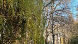 На бульваре Эркиндик расчистят деревья, закрывавшие дорожный знак