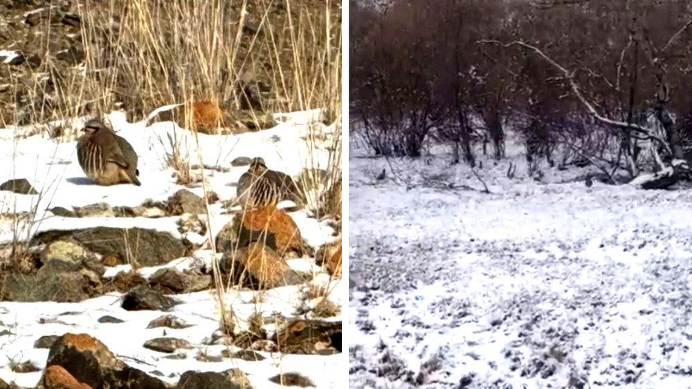 В горных местностях Иссык-Куля наблюдается увеличение численности куропаток, - экомилиция