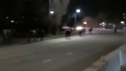 На улице Байтик Баатыра выше Южной магистрали лошади создают аварийную ситуацию на проезжей части