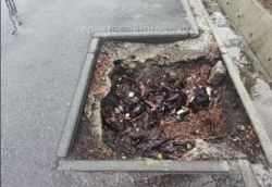 Жительница просит восстановить дорожное полотно по улице Шопокова, где есть большие ямы от срубленных деревьев