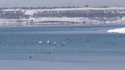 На Иссык-Куле заметили лебедей. Видео На Иссык-Куле заметили лебедей. Видео