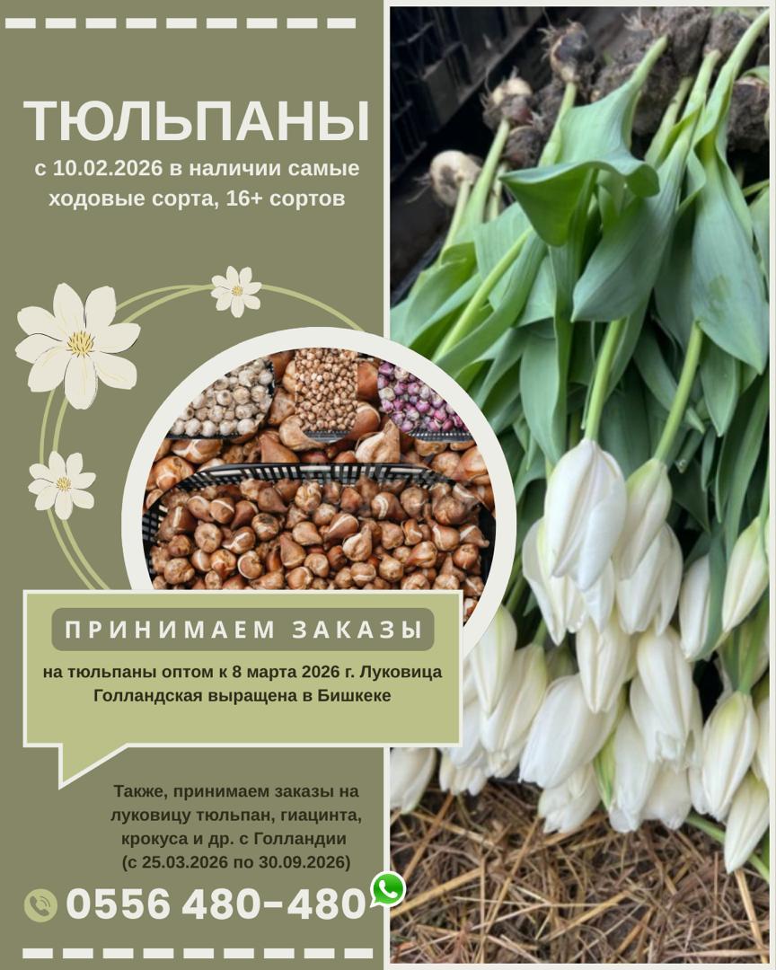 Принимаем заказы на тюльпаны оптом к 8 марта на 2026г.