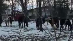 В парке по ул.Анкара пасутся лошади. Видео