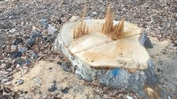 У санатория «Тамга» срубили тополя. Видео