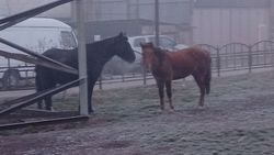 В парковой зоне возле «Кудайбергена» пасутся лошади. Видео