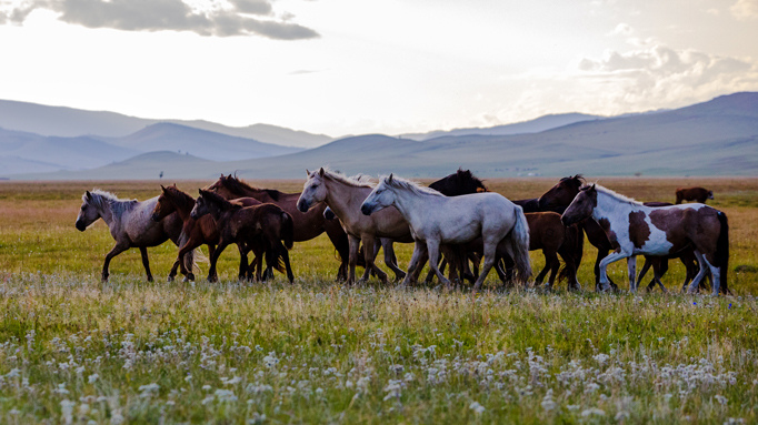 World Horse Day to be celebrated in Mongolia
