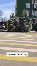 «Прикол переход»: Пешеходный переход на одной из улиц Бишкека упирается на ёлки