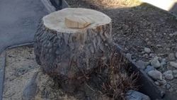 На улице Боконбаева спилили большое здоровое дерево и несколько молодых деревьев, - житель