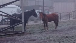 На рынке «Кудайберген» лошади не содержатся. Возможно, животные потерялись, - ответ мэрии