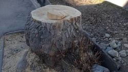 Мэрия ответила по спиленному дереву на улице Боконбаева