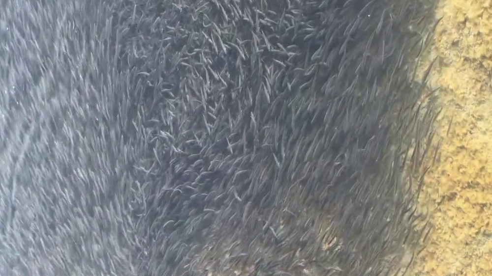 Мальки на берегу Иссык-Куля