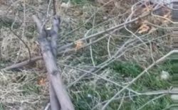 В Среднем Джале вырубают деревья и оставляют их на месте