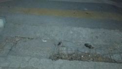 Пешеходный переход возле школы №69 упирается в арык