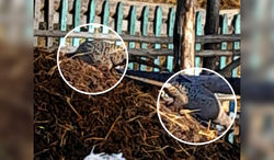 Фазаны залетели во двор жителя Иссык-Куля. <b>Видео</b>