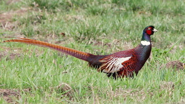 How Many Pheasants Are Thriving in Ak-Suu District?