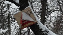 На ул.Джунусалиева к дереву прибили рекламу. Фото