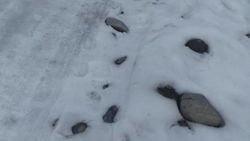 Жители улицы МТС села Садовое просят заасфальтировать их улицу