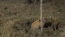 Вдоль дороги на Масалиева—Тыналиева пасутся кролики. Видео