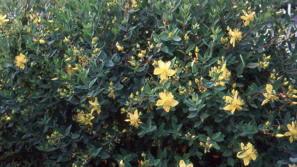 Зверобой (Oregon State University)