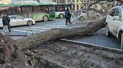 На Киевской—Айтматова дерево упало на проезжую часть. Видео