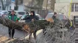 Дерево на проспекте Манаса упало из-за его значительного износа и собственного веса, - мэрия