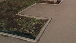 Горожанка просит мэрию расширить тротуар или посадить новые деревья на Байтик баатыра—Кулатова