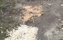 На улице Суюмбаева кто-то постоянно сыплет зерно и крошки хлеба на землю, - горожанка