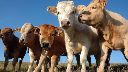 запрет на шесть месяцев