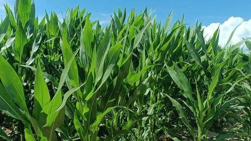 За 11 месяцев 2025 года импорт кукурузы из Турции увеличился на 19%