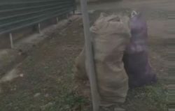 Мусор на центральной трассе Кара-Балта—Бишкек не вывозят, - житель