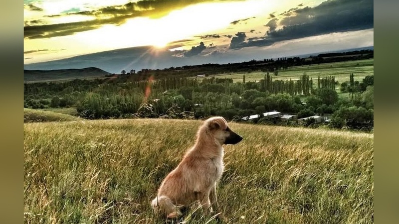 Is Shooting Dogs Truly Inhumane and Ineffective? Insights from Bishkek's Vice Mayor