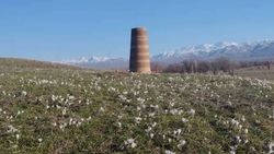 В Токмоке рядом с башней Бурана расцвели подснежники. Фото В Токмоке рядом с башней Бурана расцвели подснежники. Фото