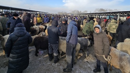 скотный рынок