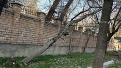 Во дворе дома на Шота Руставели упавшее дерево висит на другом дереве Во дворе дома на Шота Руставели упавшее дерево висит на другом дереве