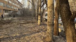 Во дворе дома в 8 мкр идет массовая вырубка здоровых деревьев, - горожанин