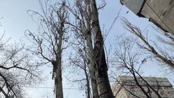 На Московская—Усенбаева тополя в аварийном состоянии, - горожанин